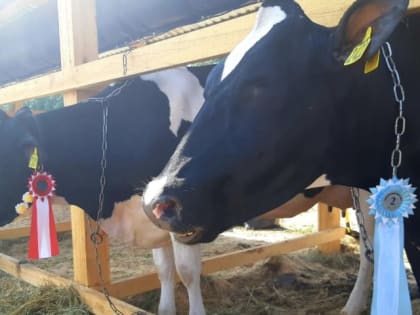 Коров оценят по ДНК 