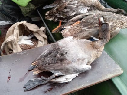 Названы точные сроки весенней охоты в Нижегородской области