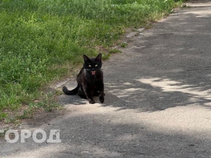 Назван аналог ВИЧ у кошек, который передается даже со слюной: он вызывает онкологию и смерть