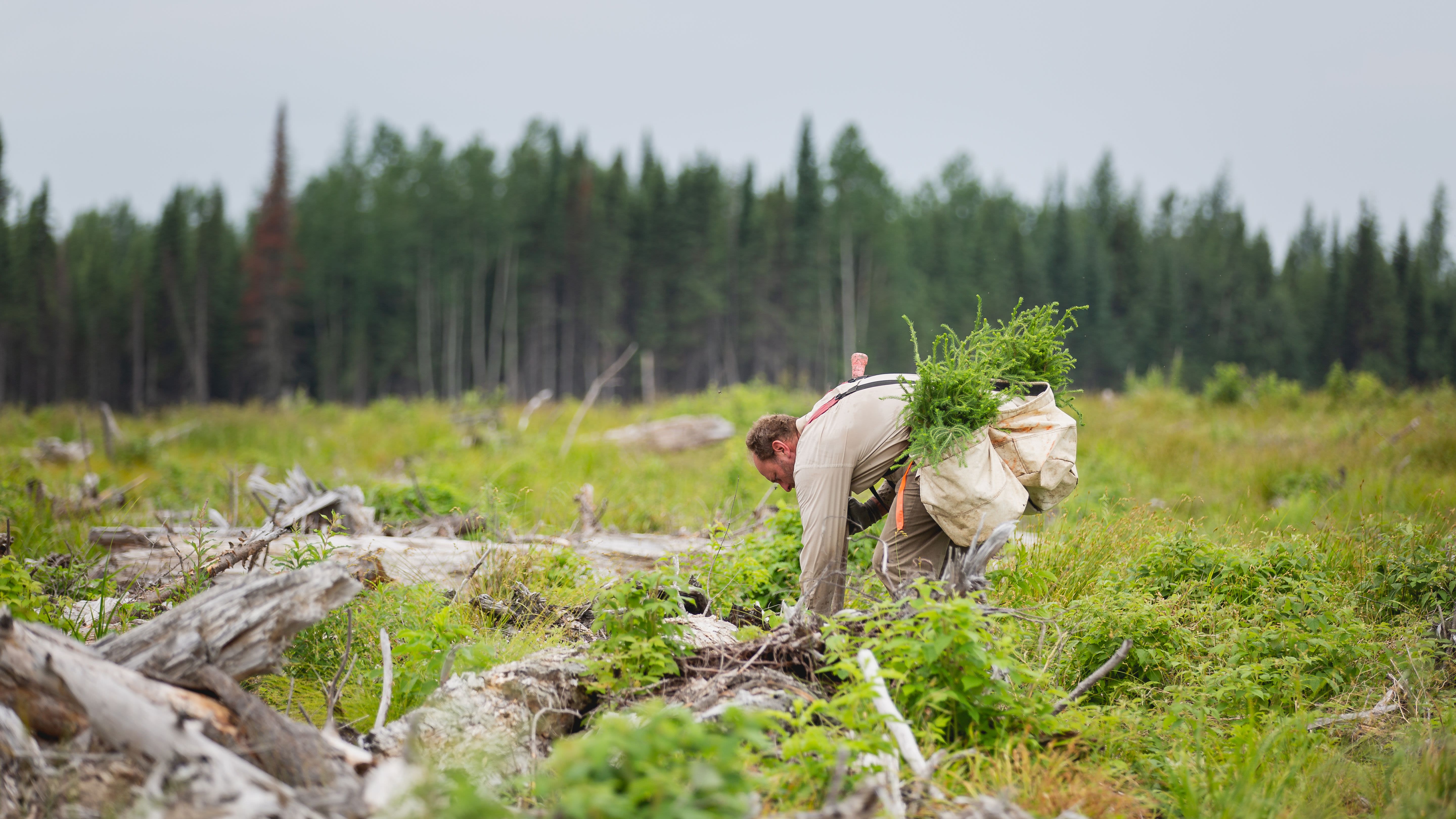 one tree planted plants trees for reforestation project