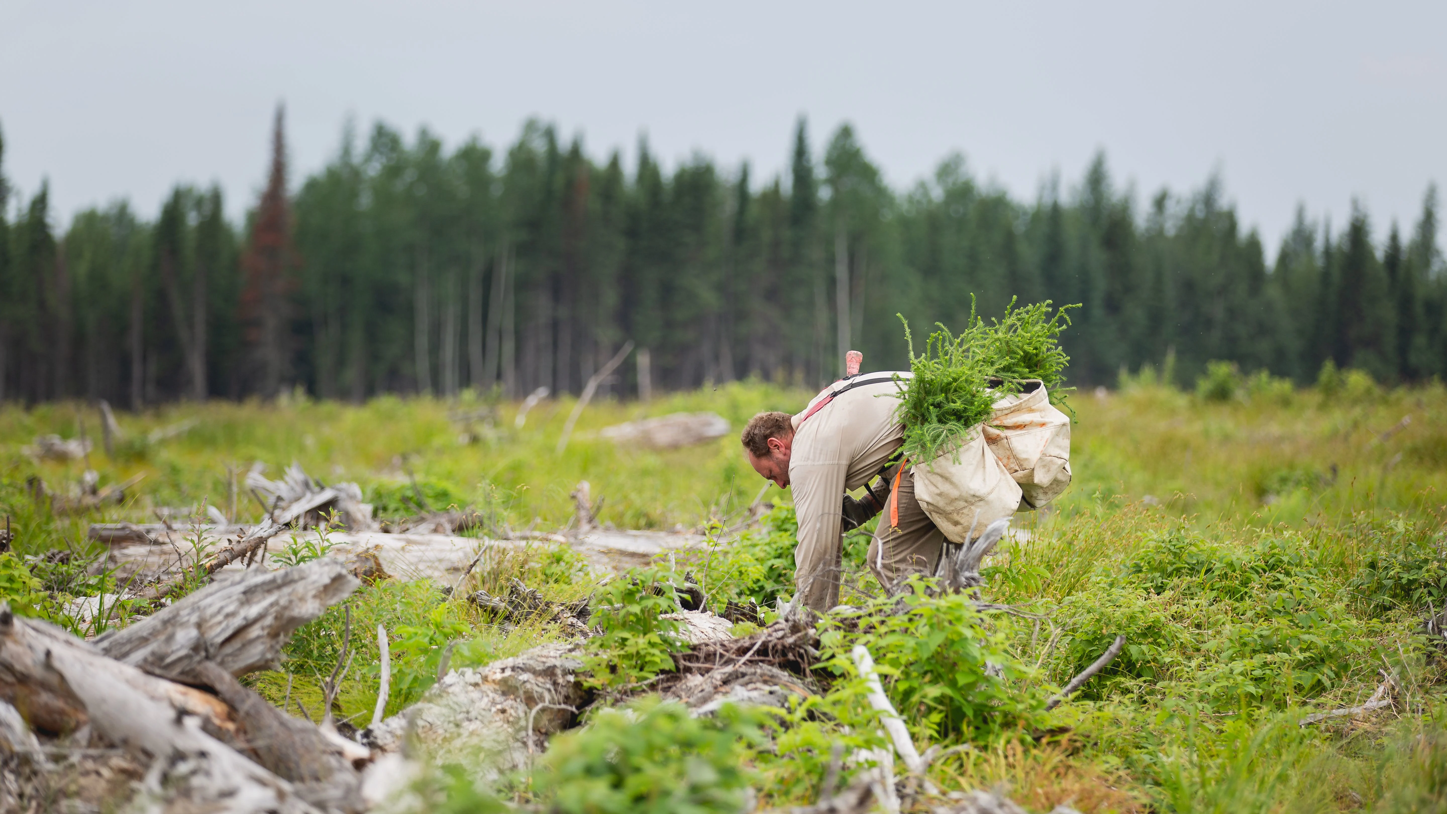 one tree planted plants trees for reforestation project