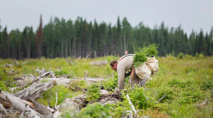 one tree planted plants trees for reforestation project