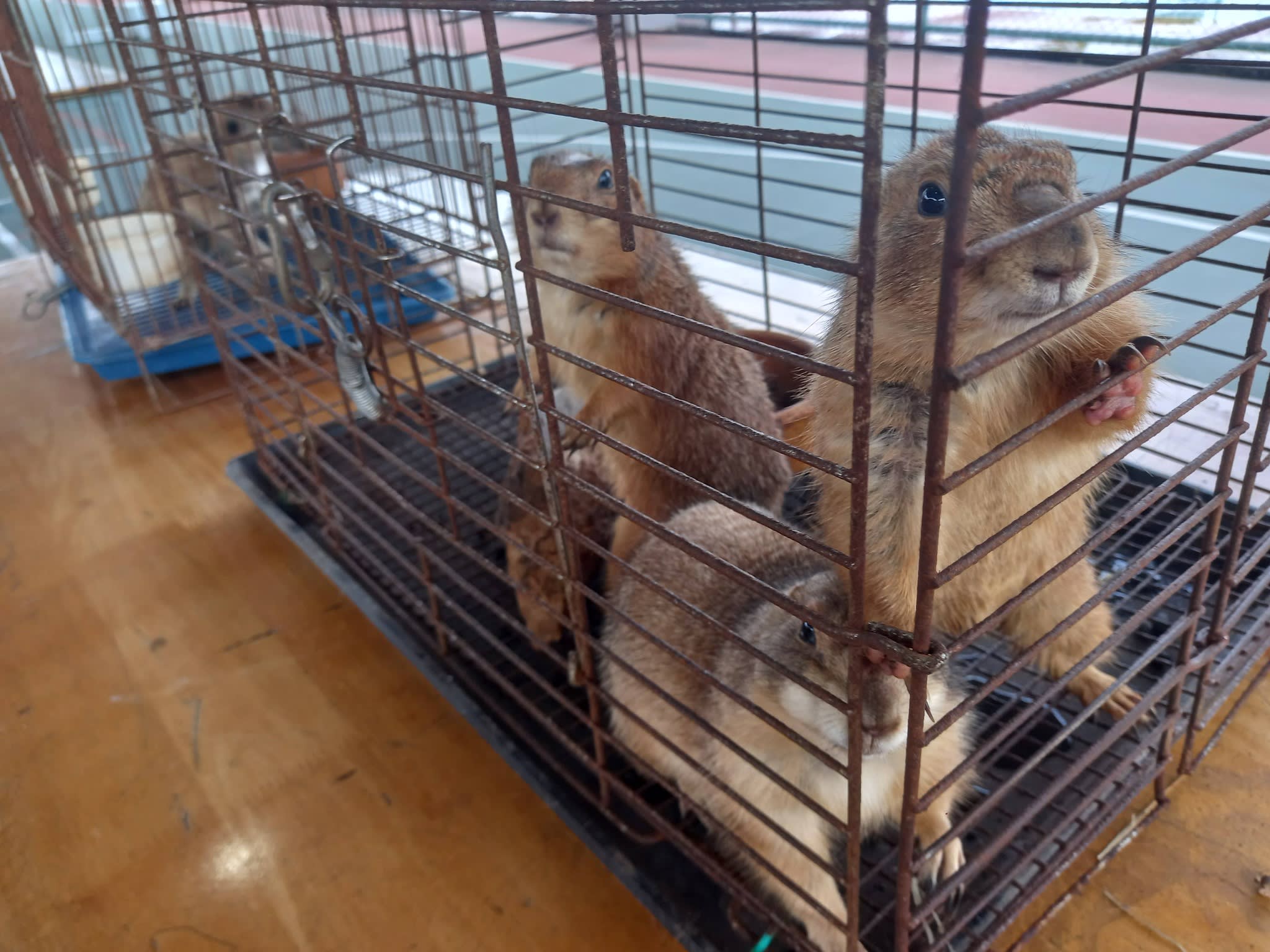 西湖国际学校慈善嘉年华