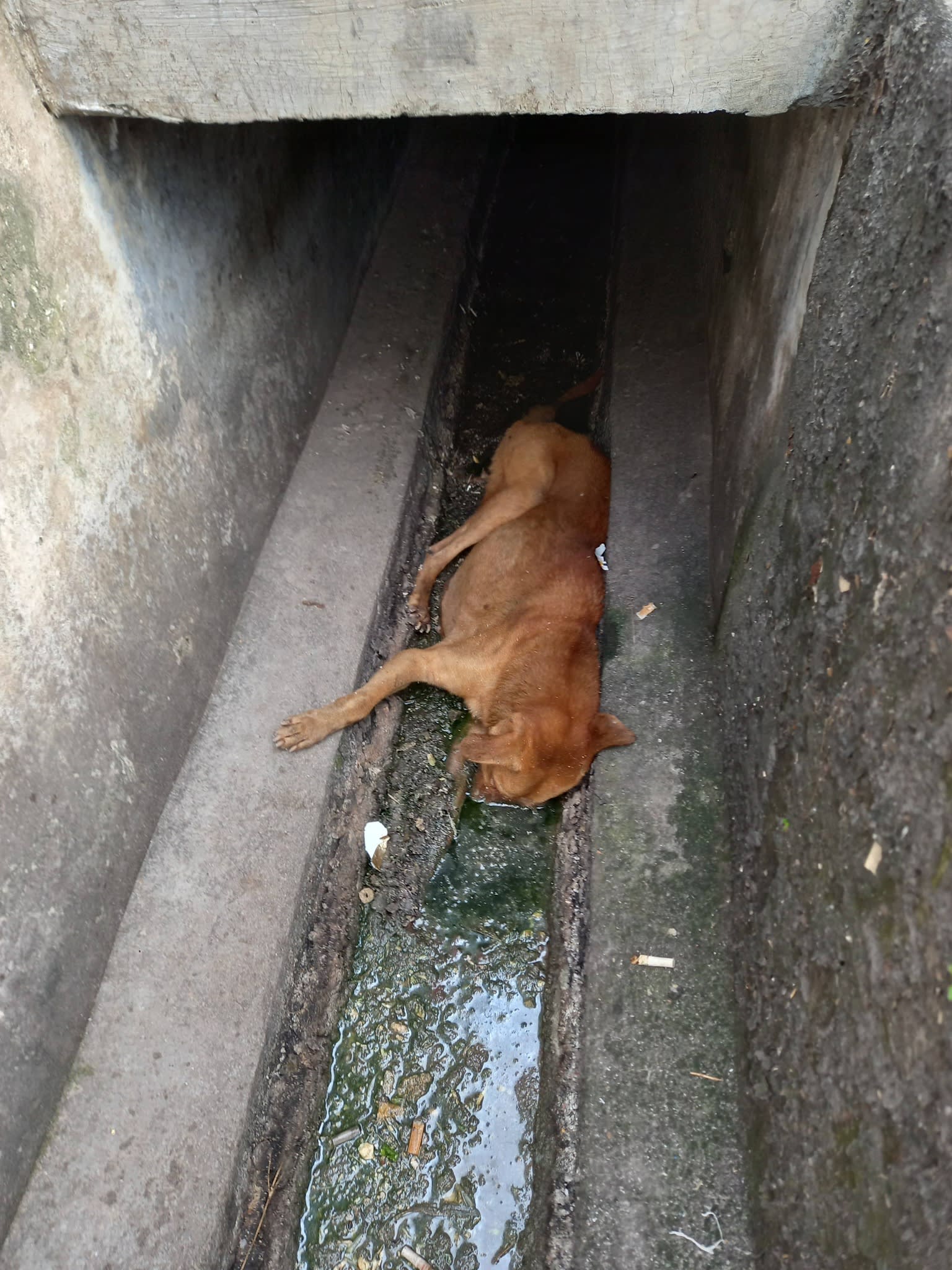 志工队埋狗行动