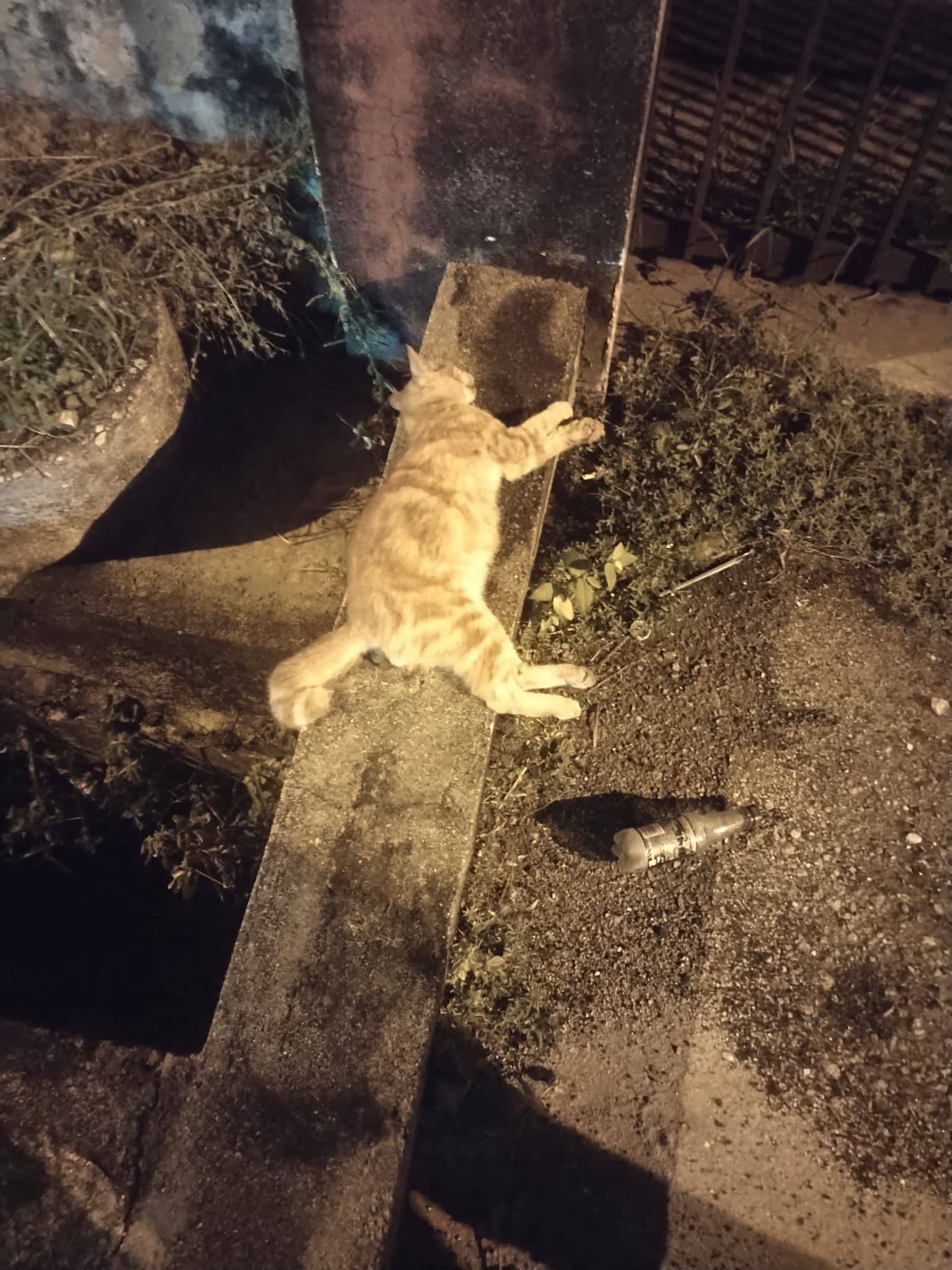 志工队埋猫行动