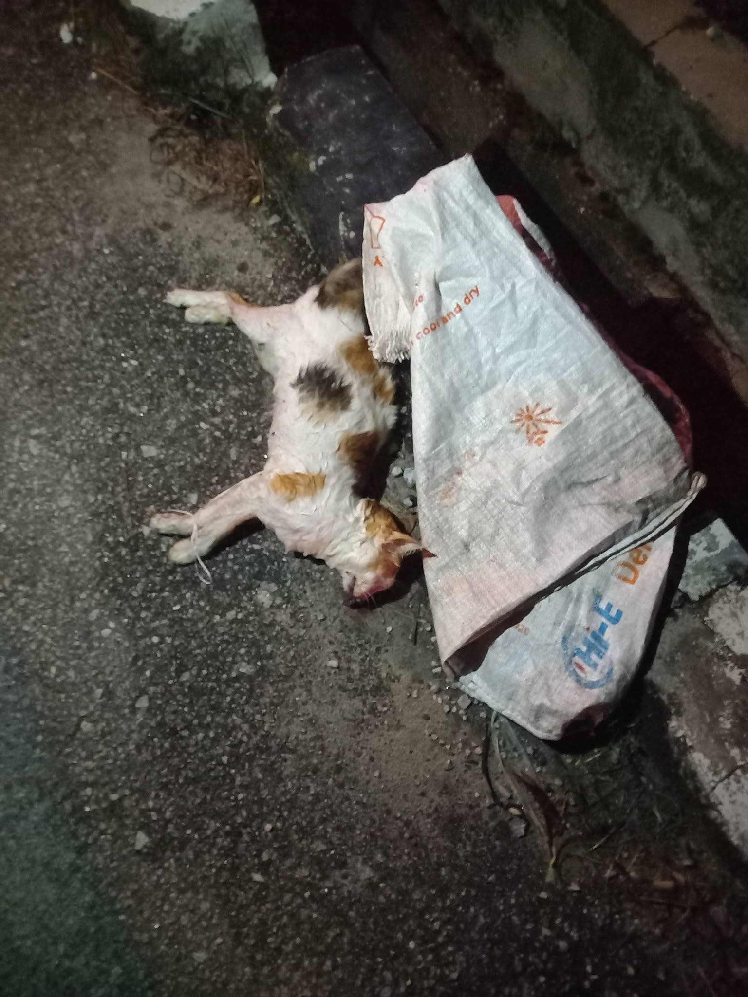 志工队埋猫行动