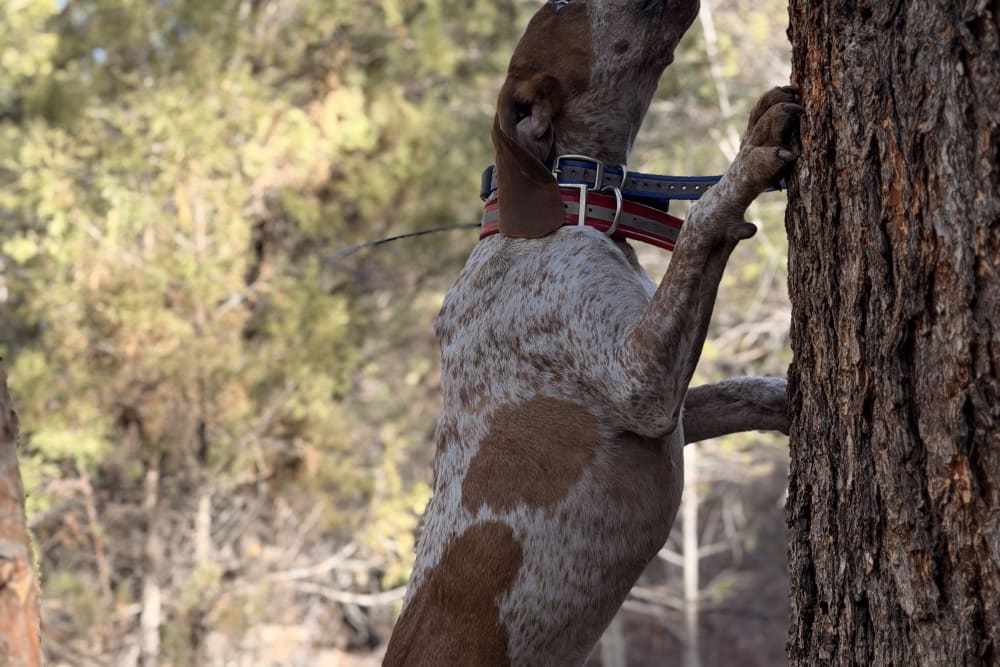 Mountain Lion — Trout Hunters Guide Service