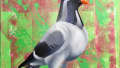Urban Elegance: A Pigeon’s Vibrant Portrait