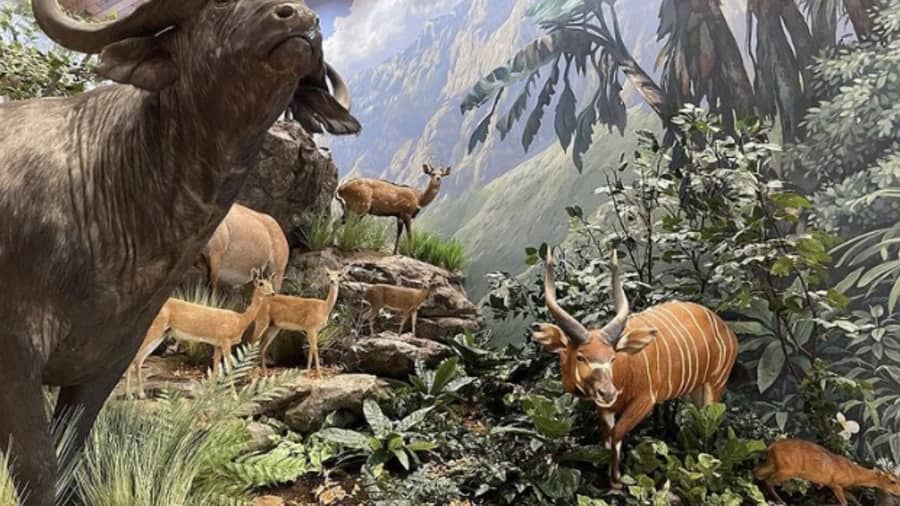 Rich Marks's cover image