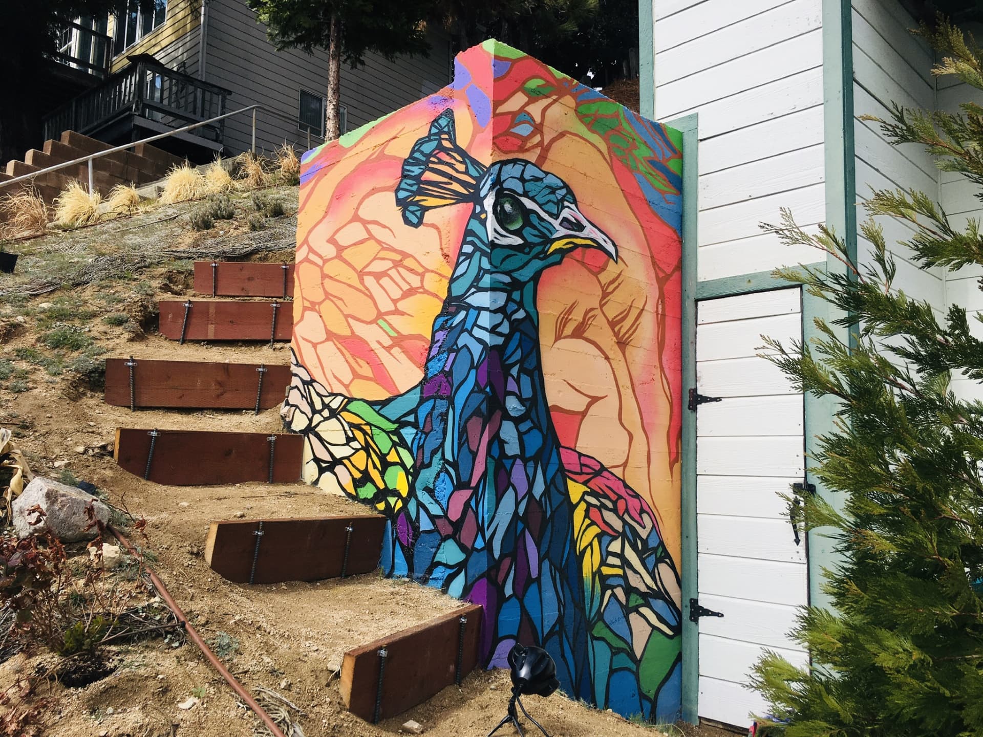 Peacock 