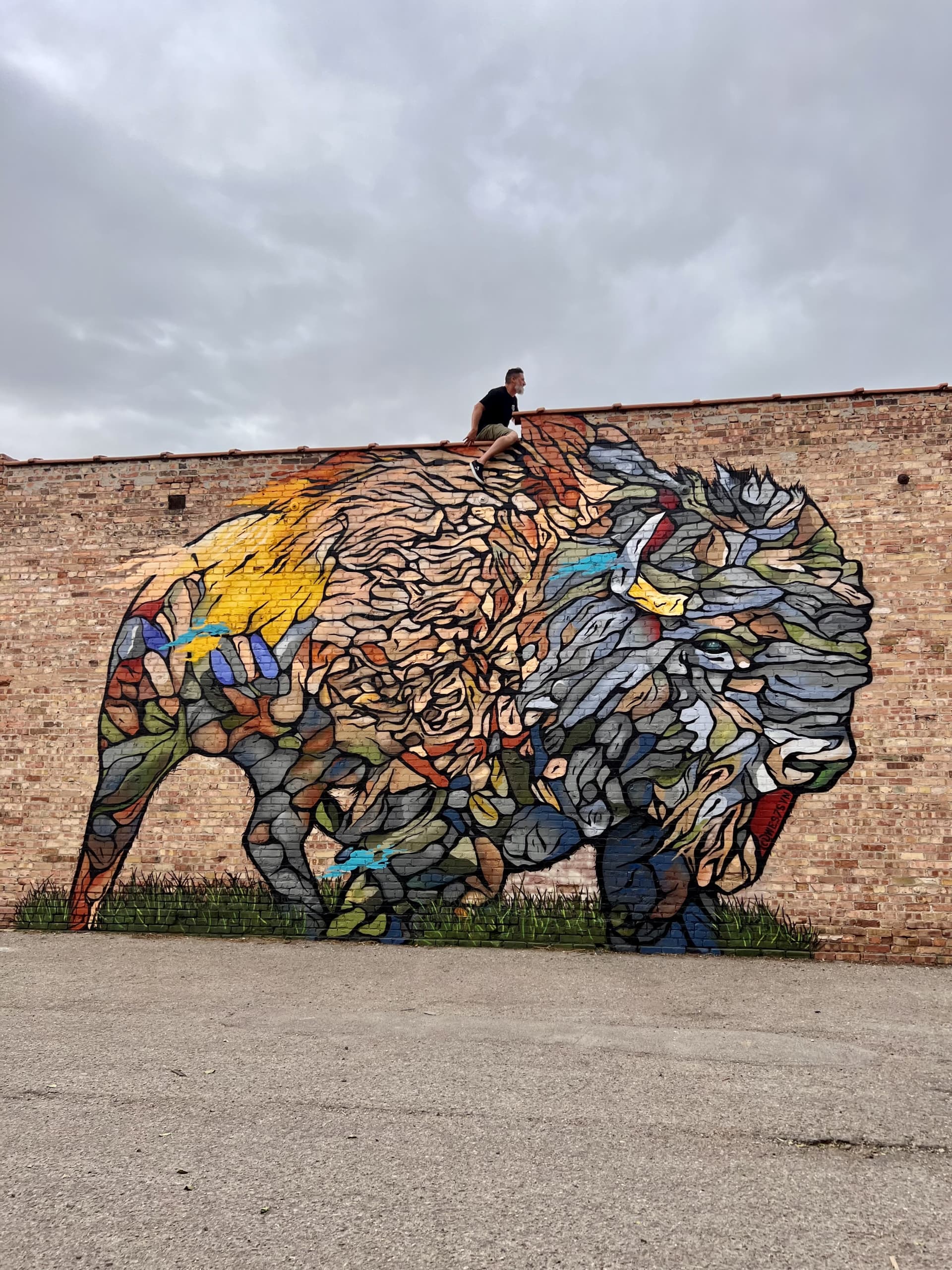 Bison 