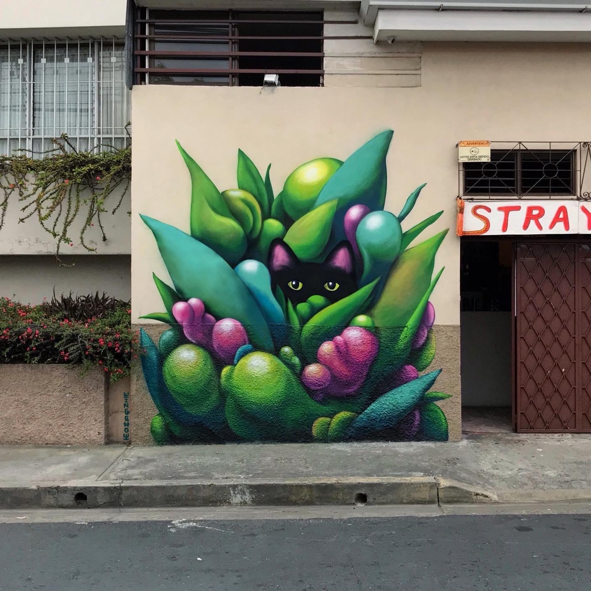 Stray