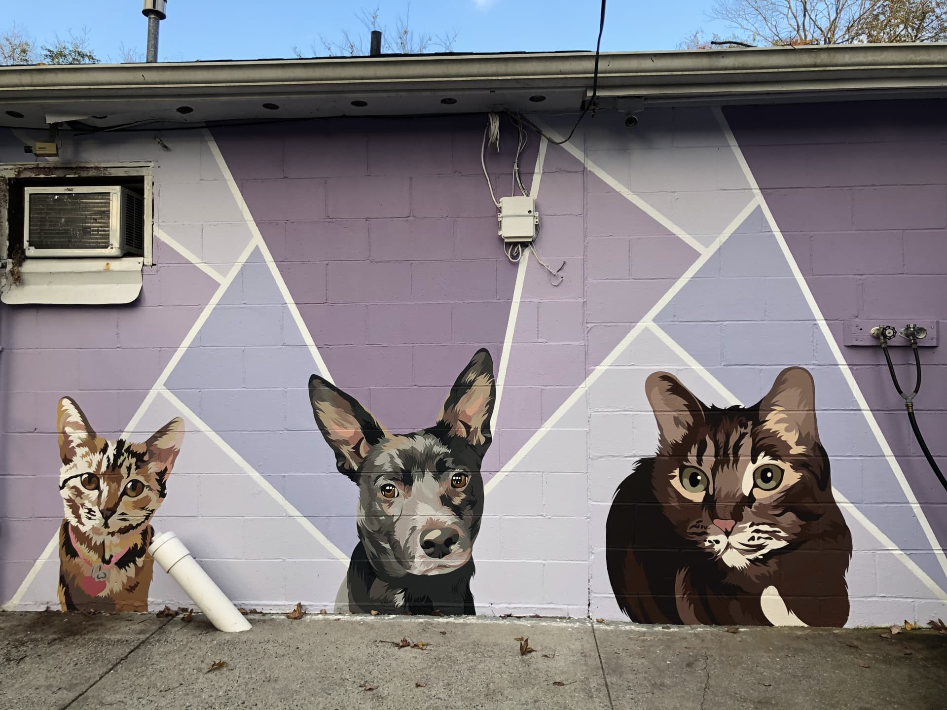 Animal Rescue Part 2
