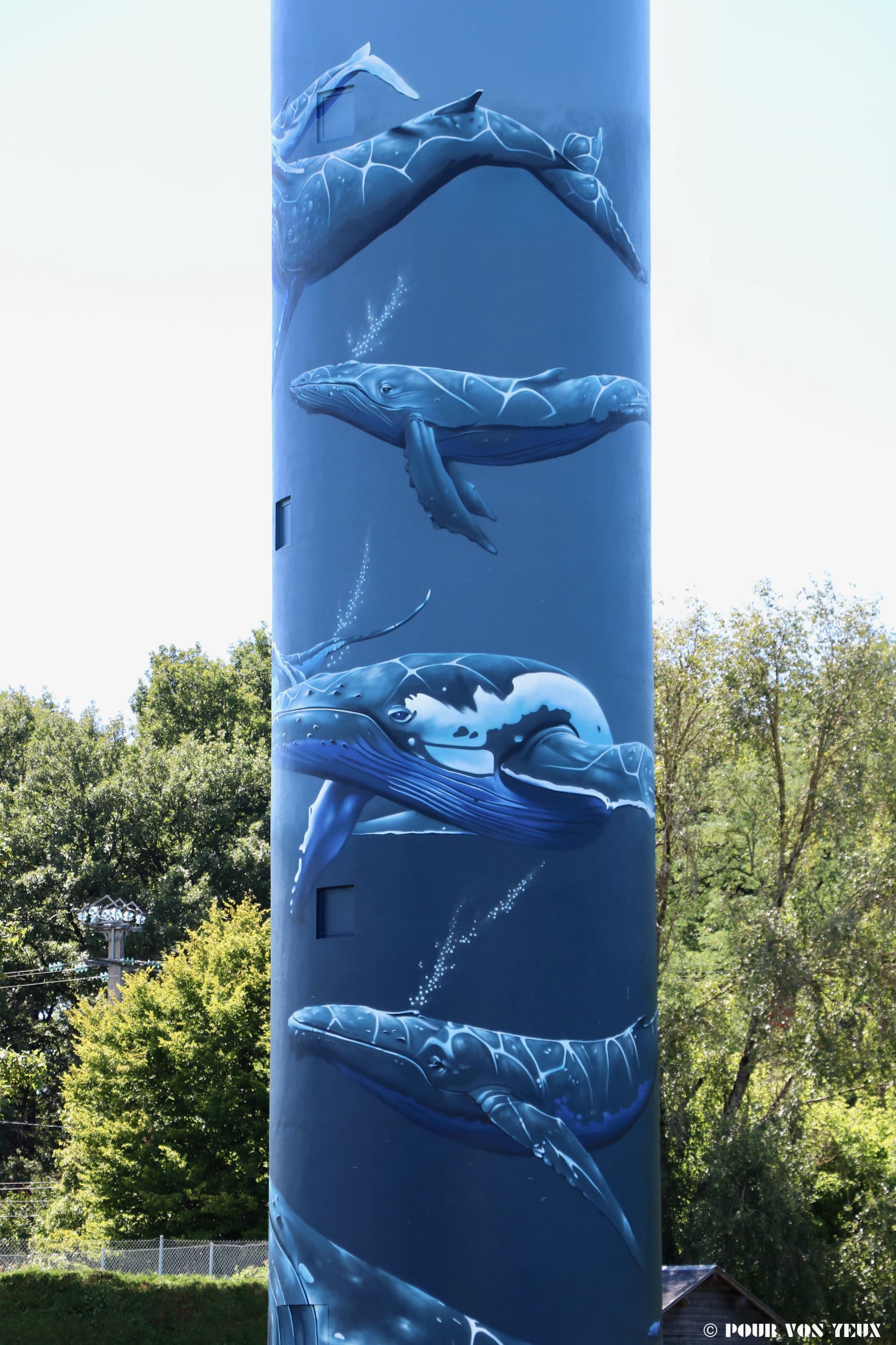 La danse des baleines