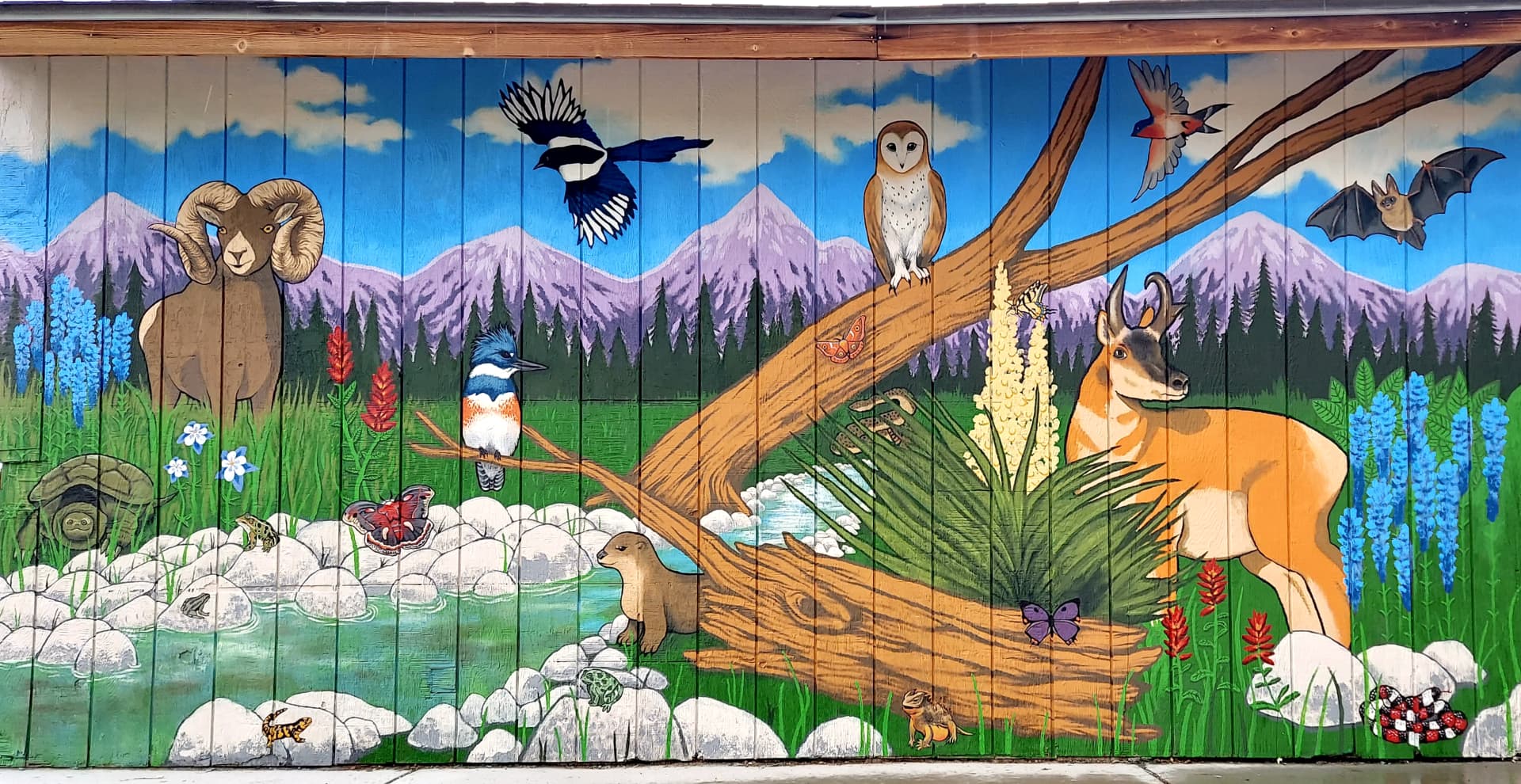 I Spy Colorado Wildlife - collab with Samantha Pascavis