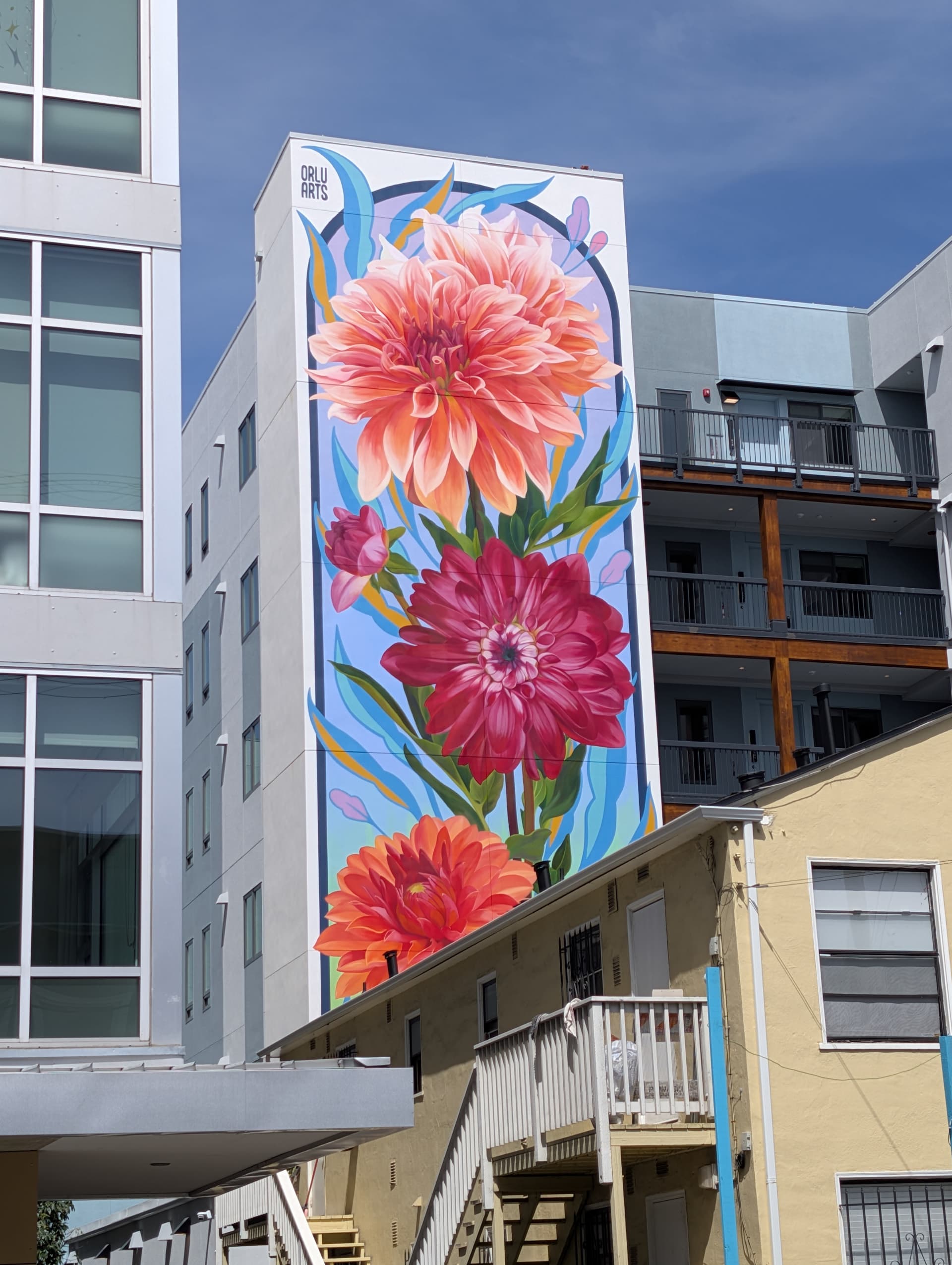 80 Foot Dahlias