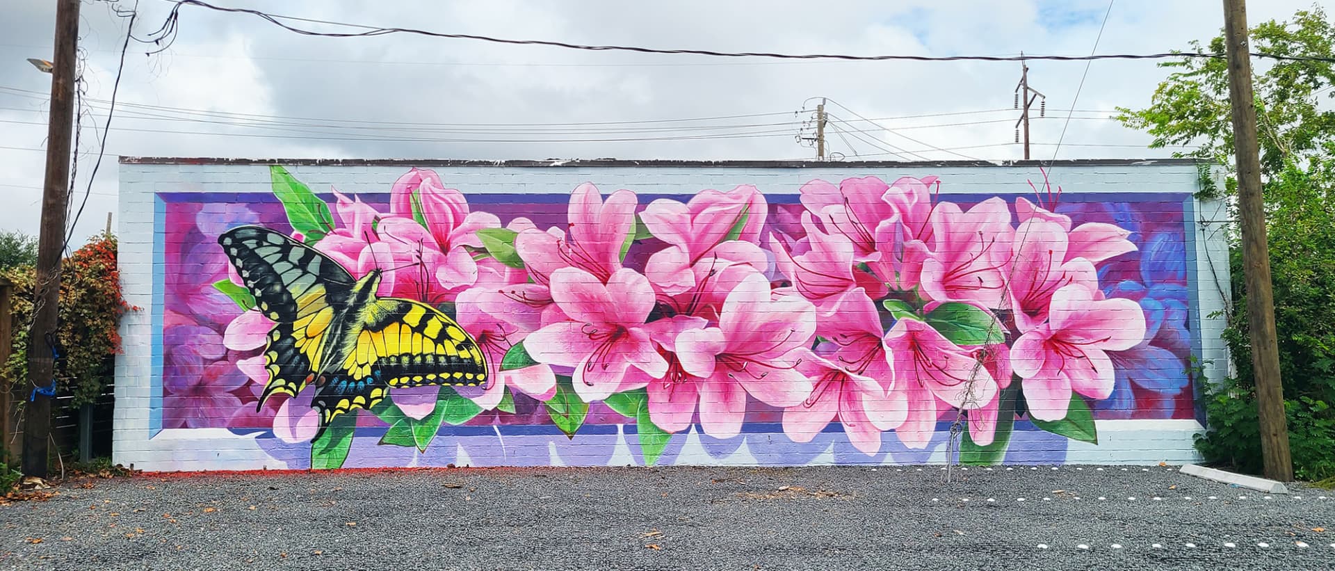 Azaleas 