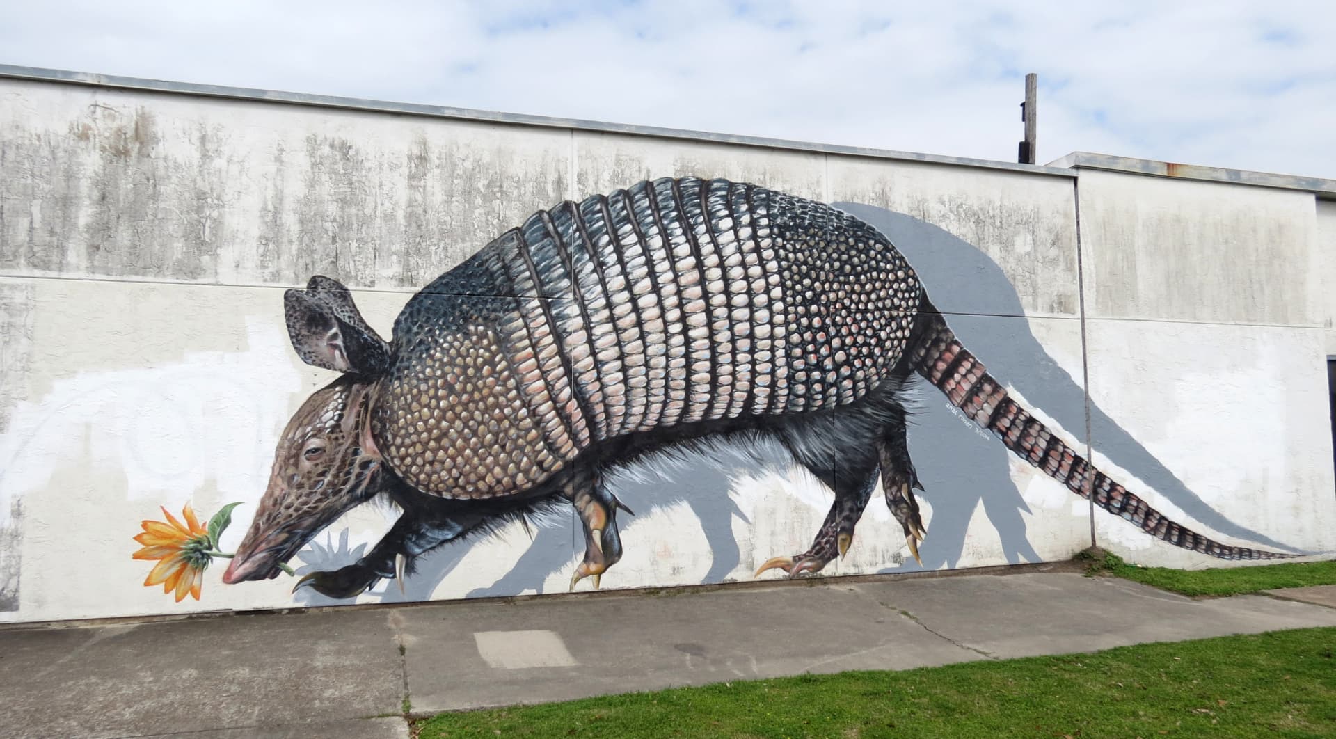 The armadillo