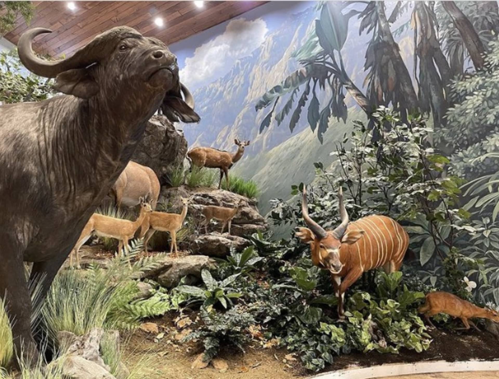 African Trophy room 1 by Rich Marks