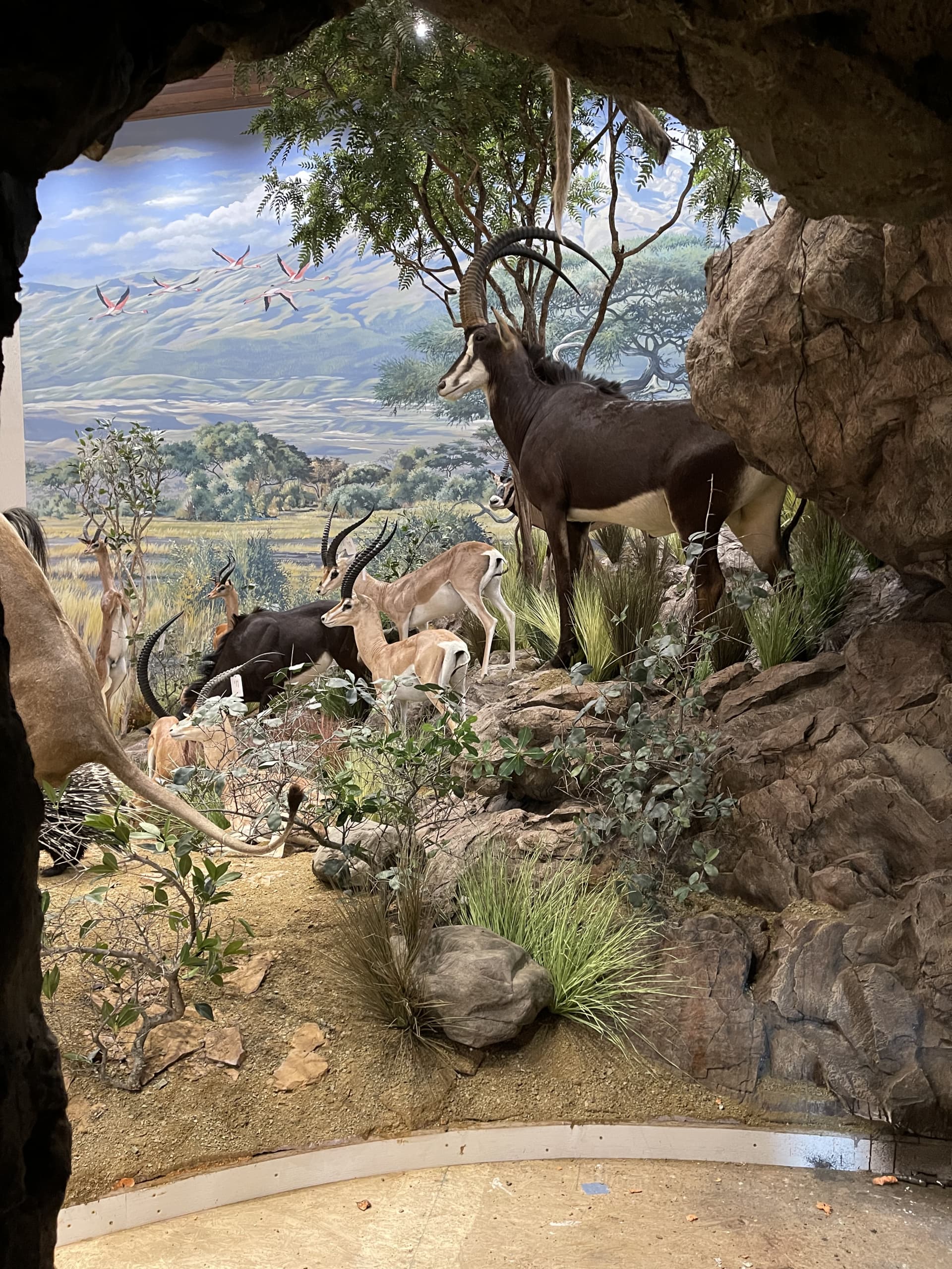 African Trophy room 2 by Rich Marks