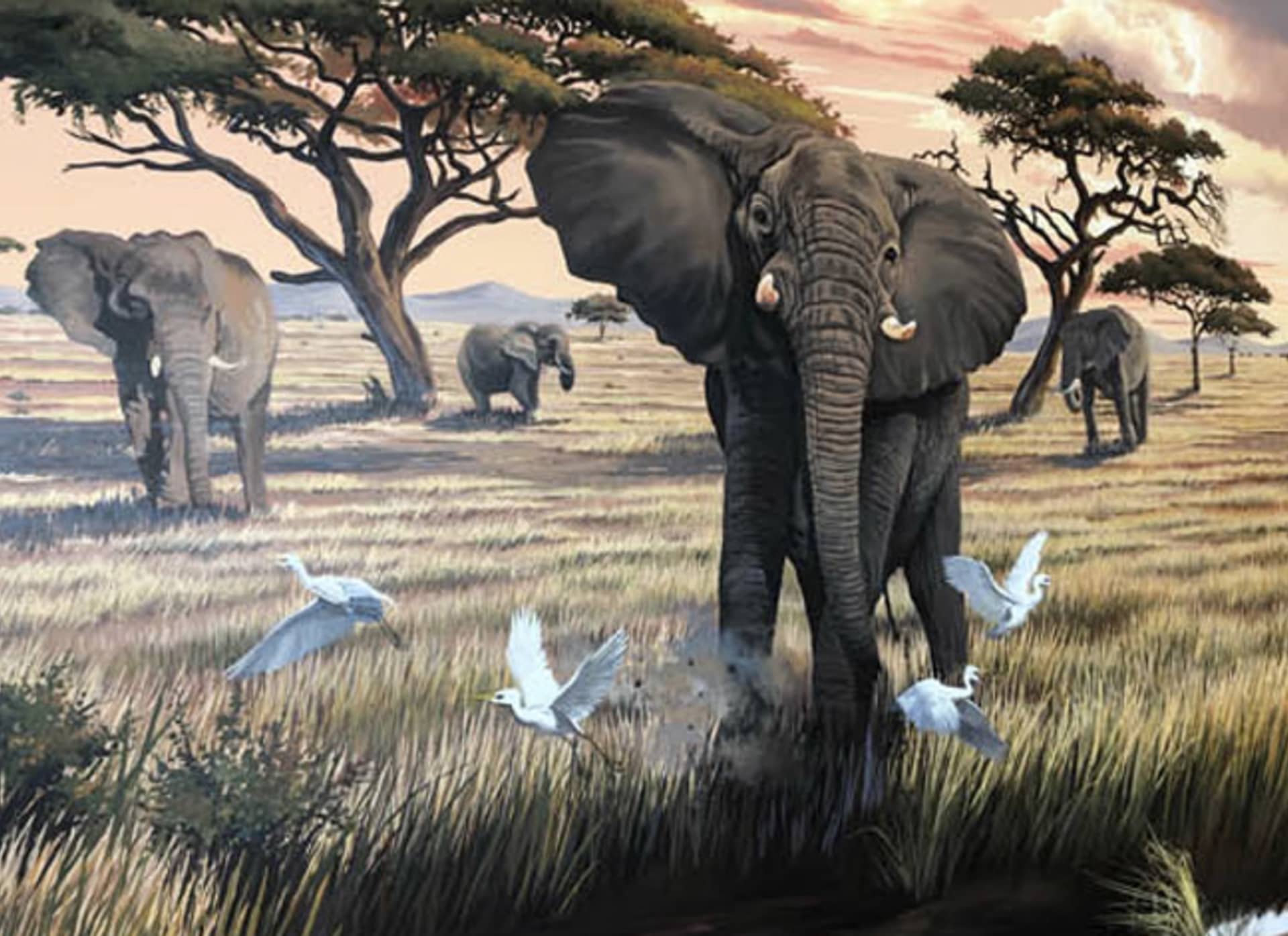 African Elephant by Rich Marks