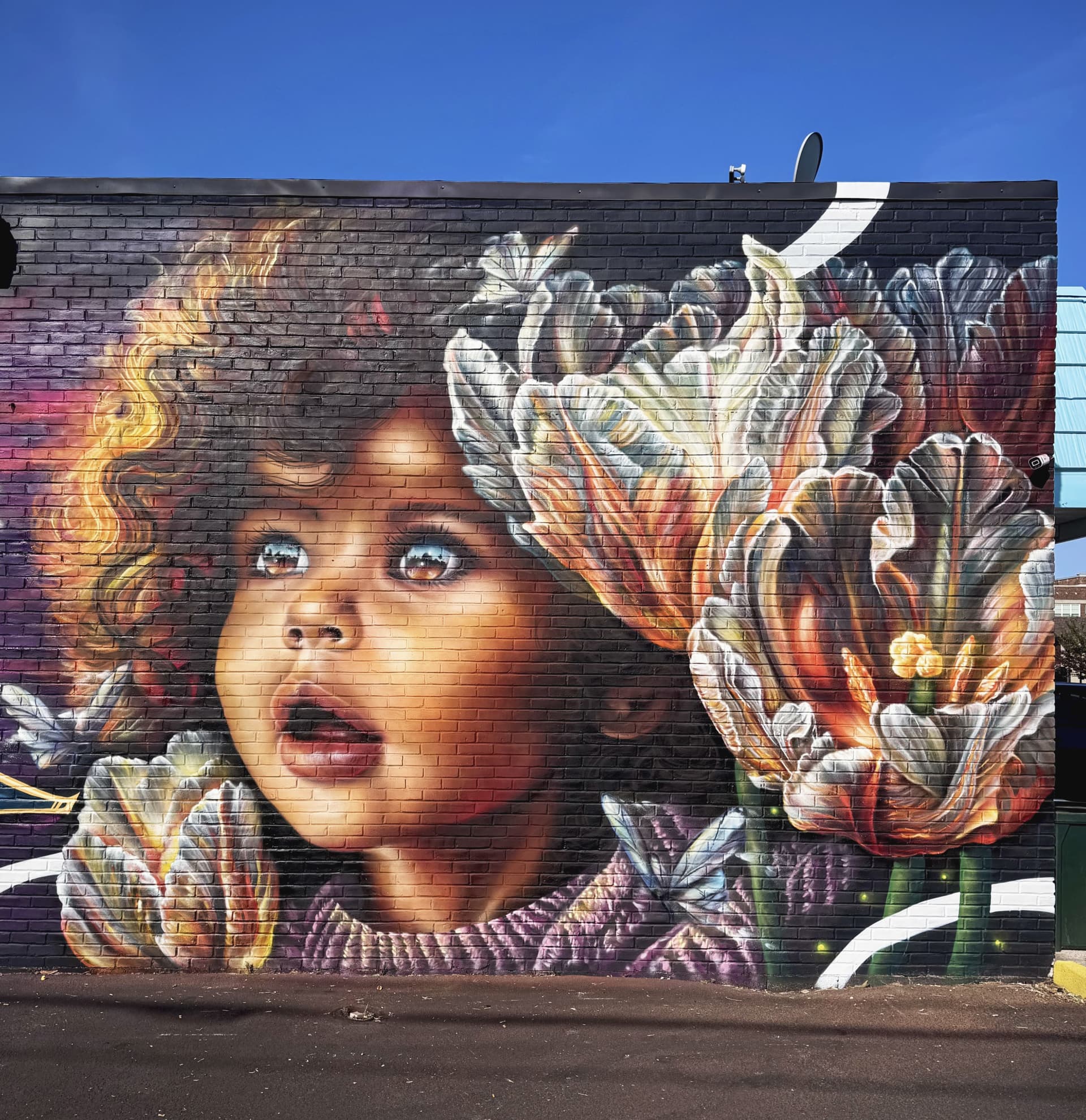 Shining tulips by Congo