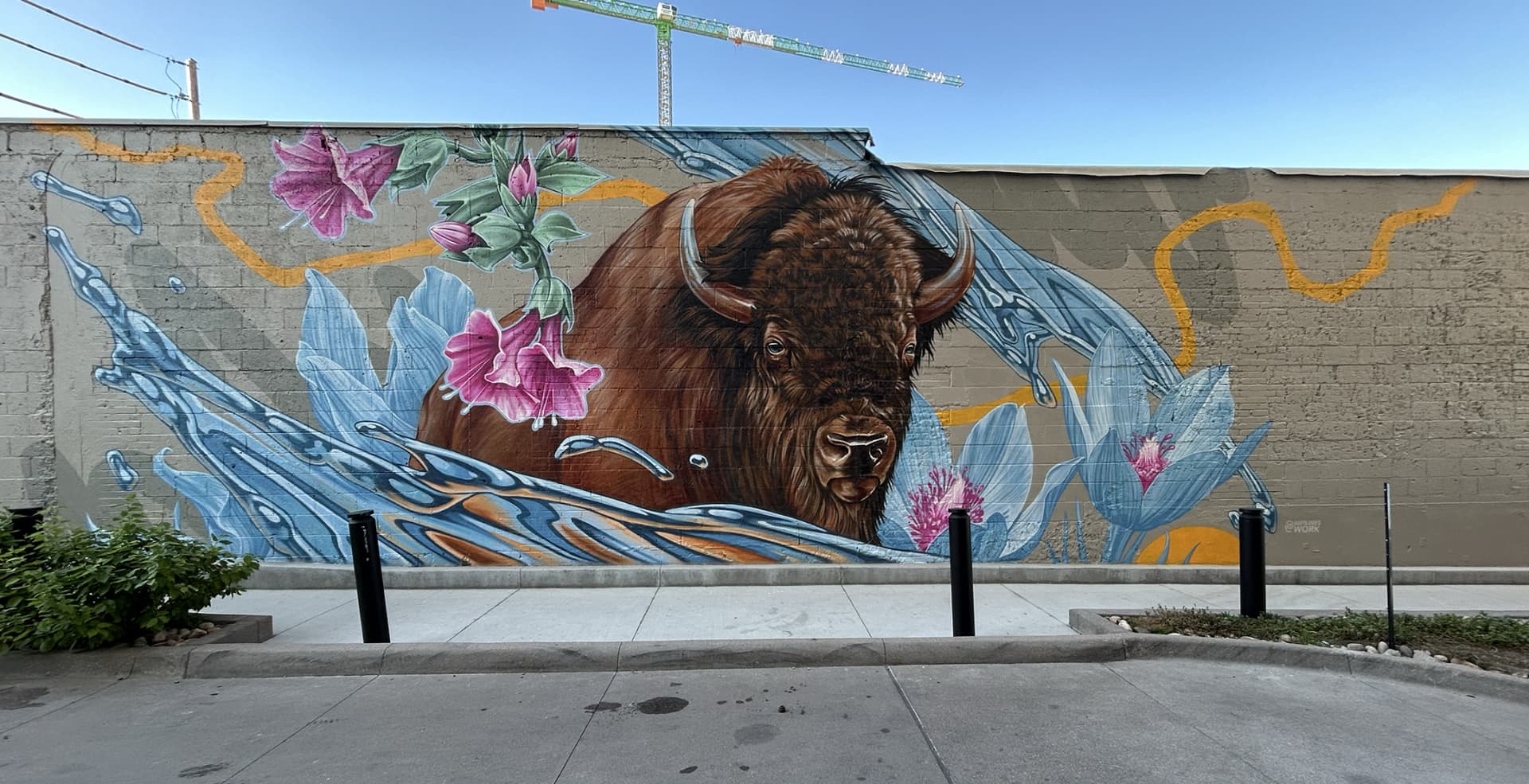Buffalo in Bloom: Nature's Resilient Spirit by David Swartz