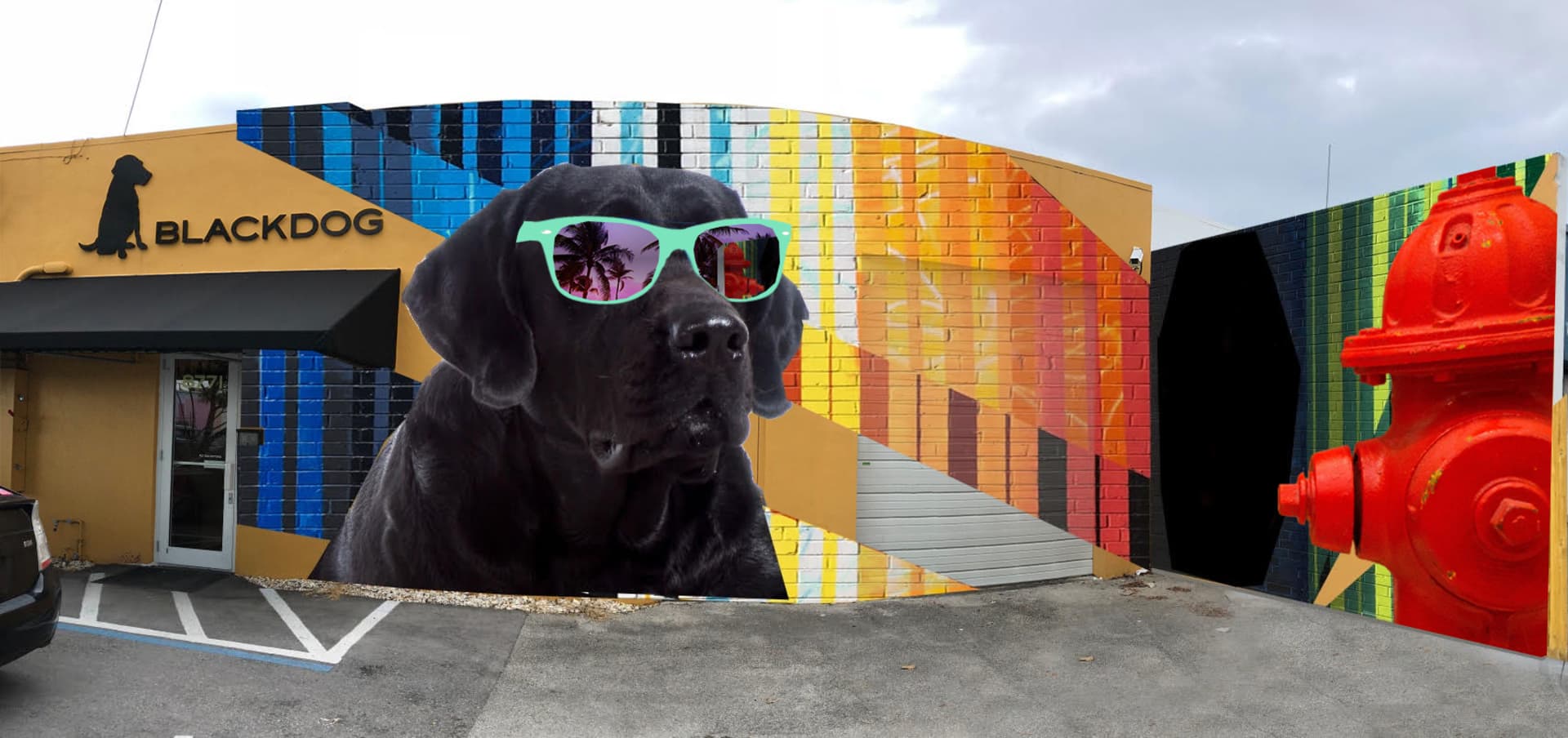 Black dog  by Patrick Kane Mcgregor