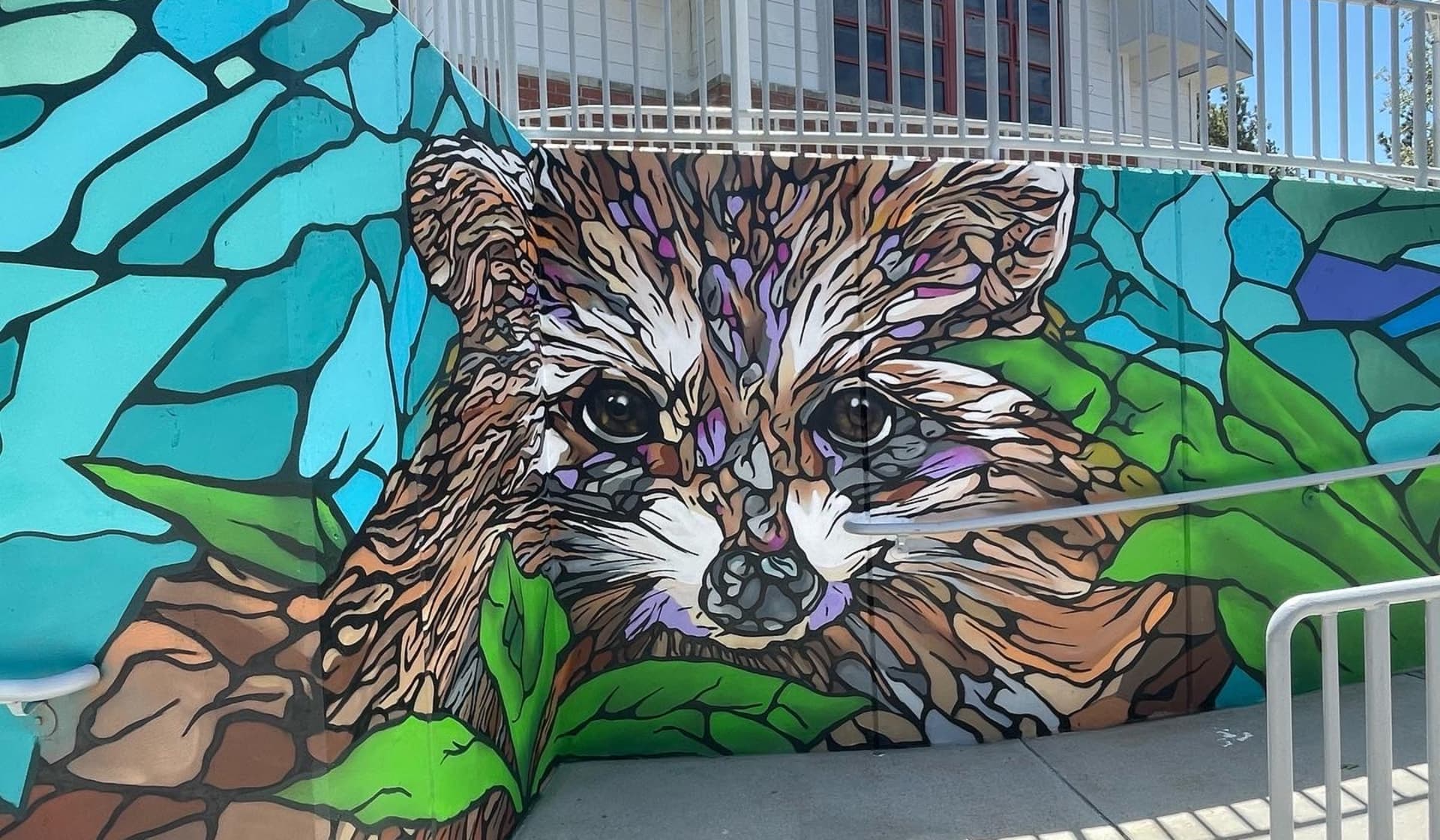 Rocky Raccoon 