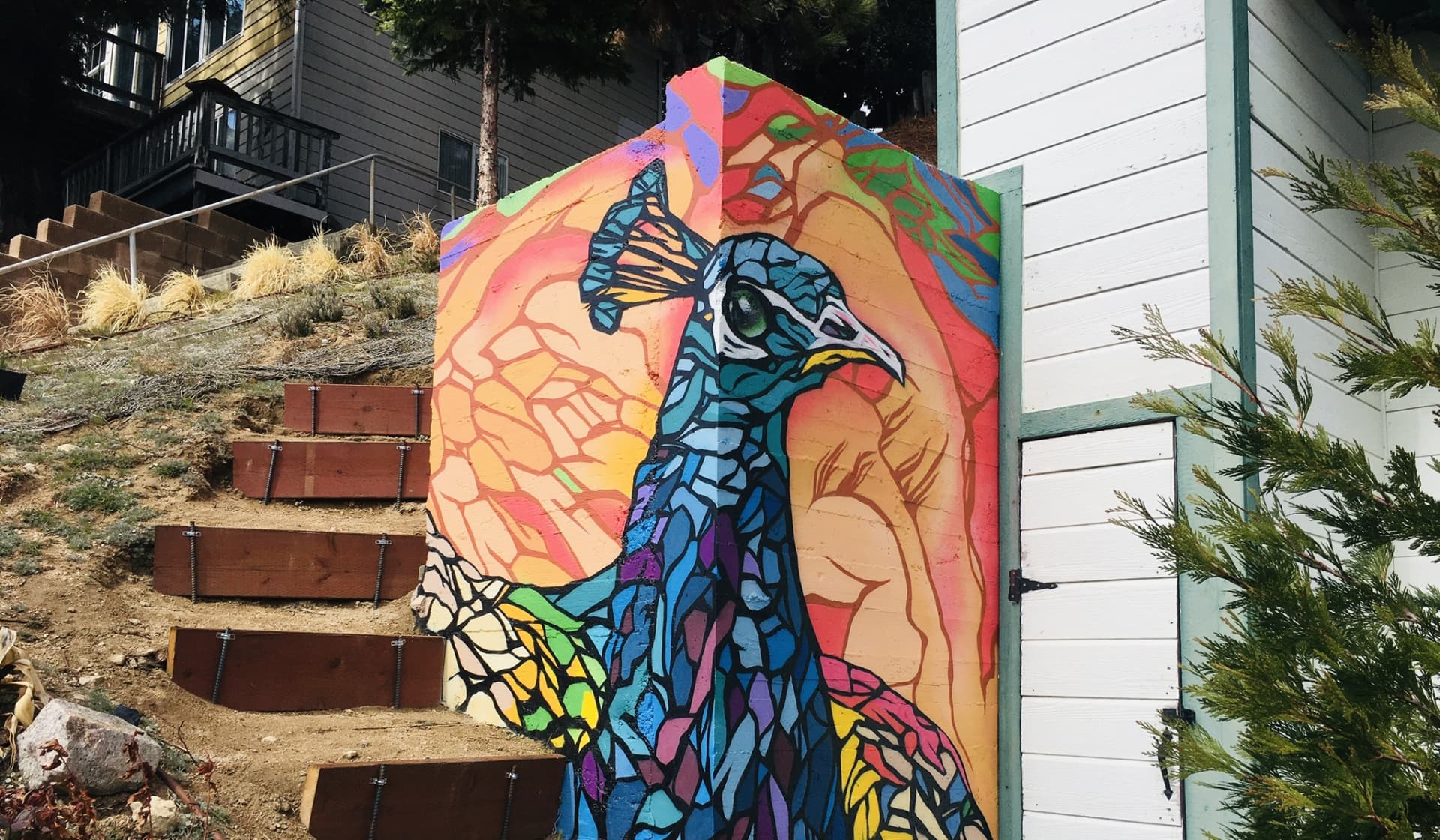 Peacock 