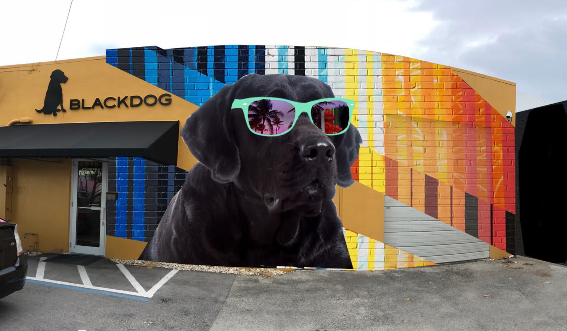 Black dog 