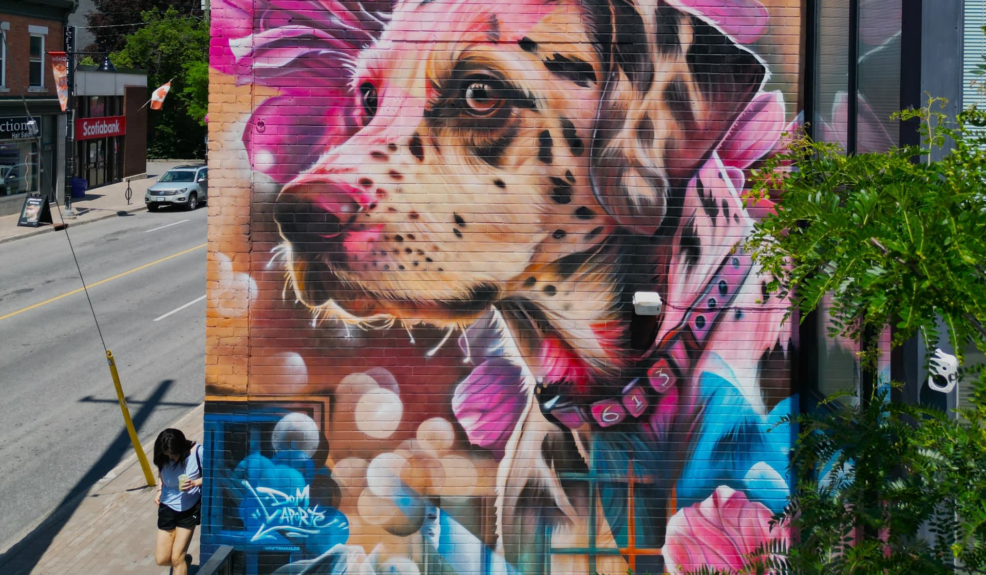 Spotted Dog Among Blooming Pink Flowers
