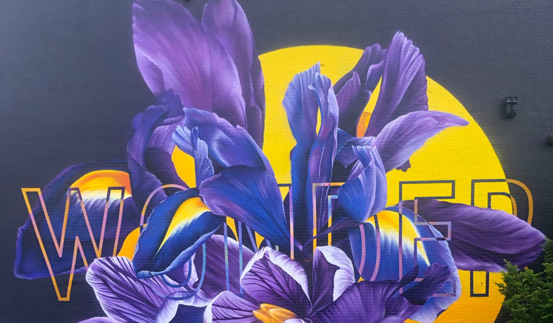 Blooming Wonder in Urban Serenity