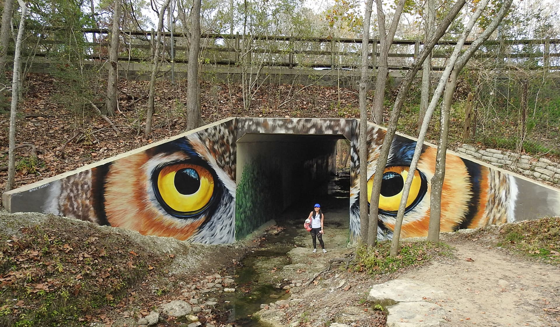 Owl eyes