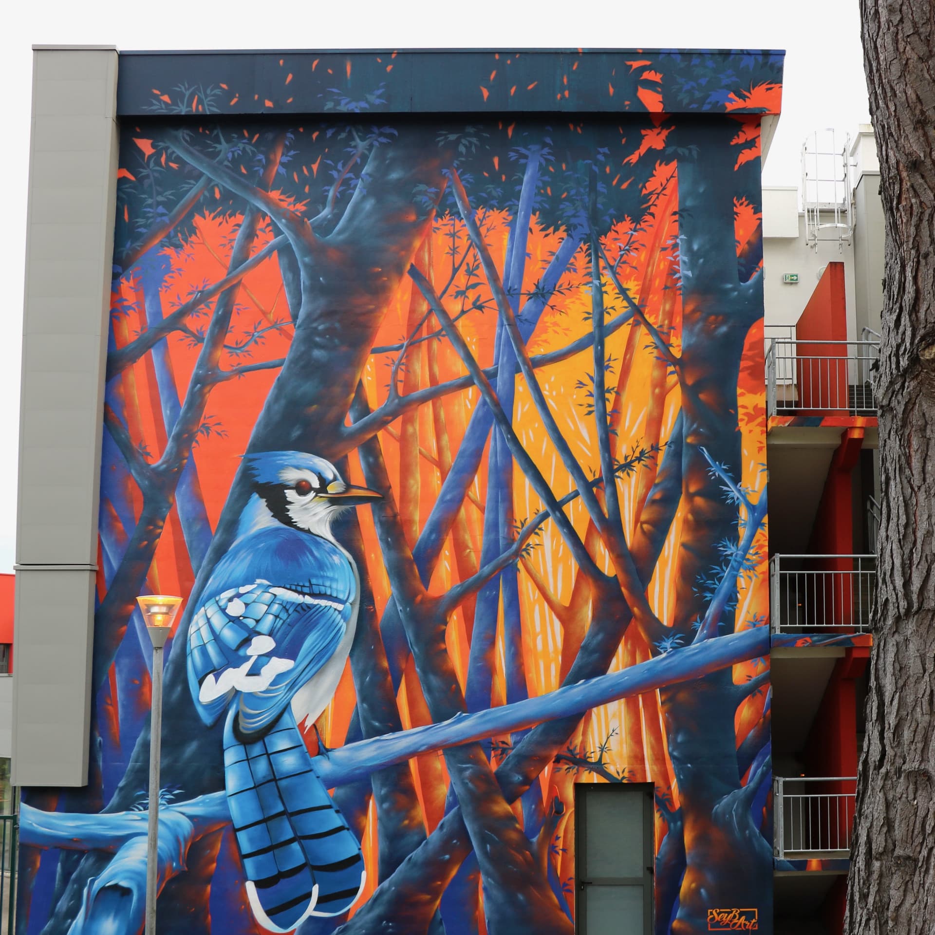 The blue jay detail