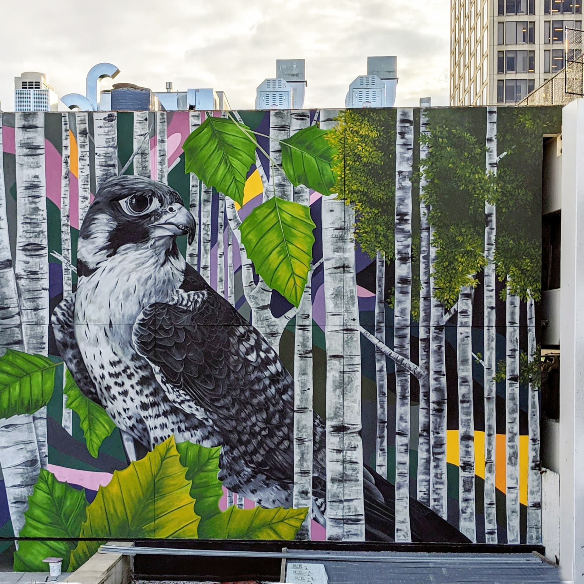 Peregrine detail