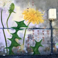 Weeds