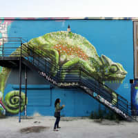 The chameleon 
