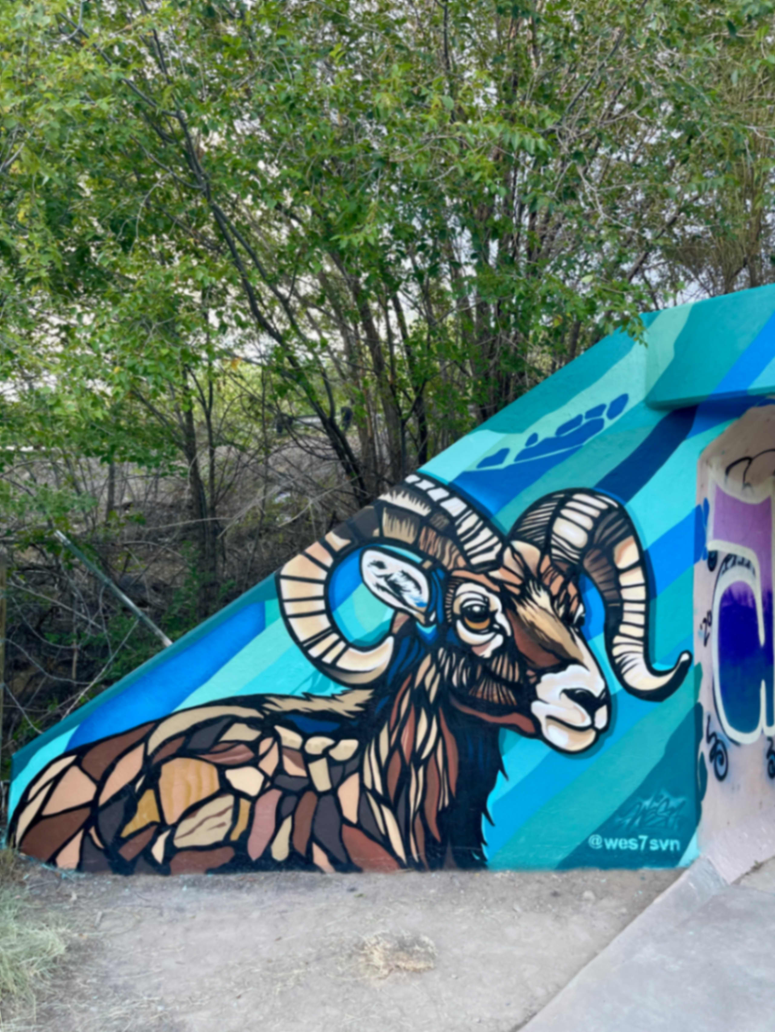Big Horn Sheep 