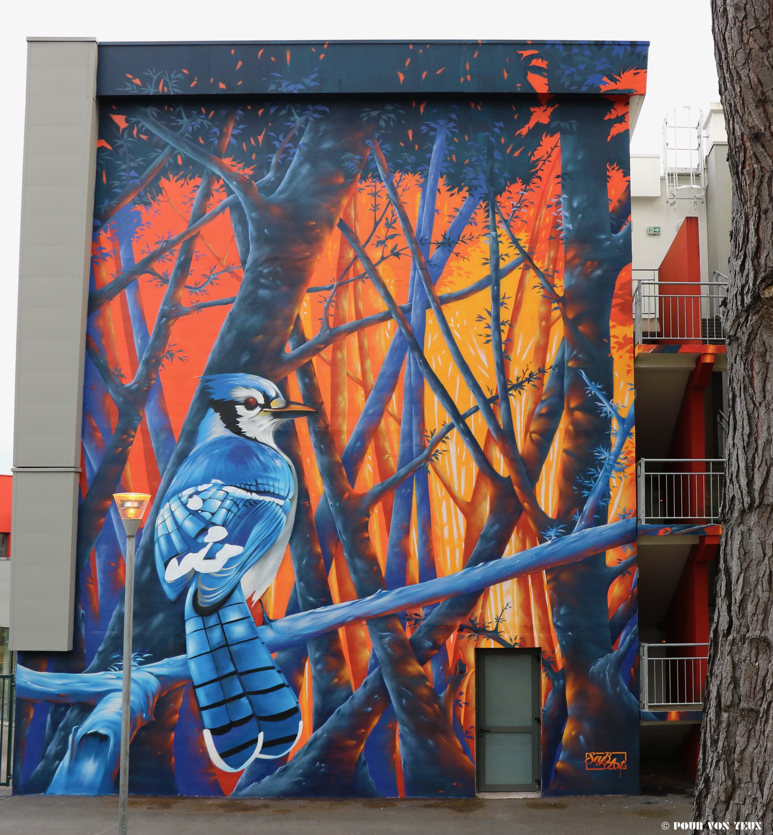 The blue jay