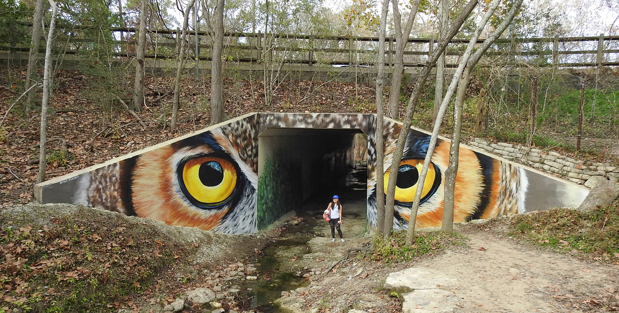 Owl eyes