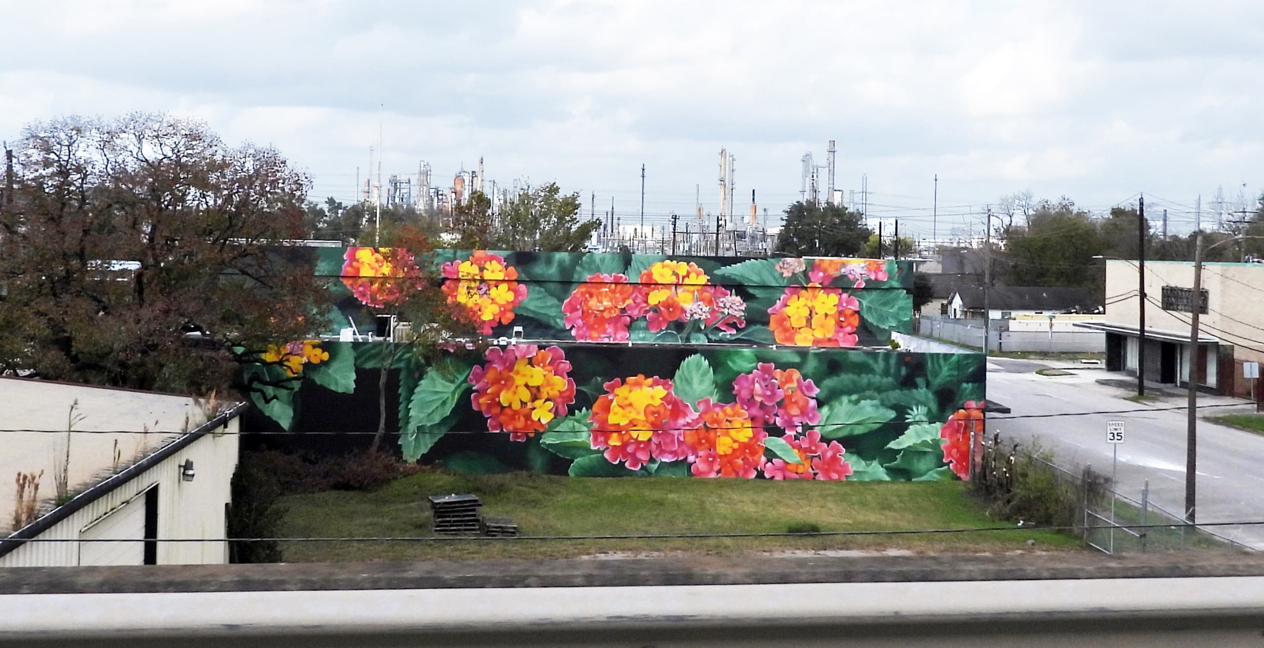 Texas lantana