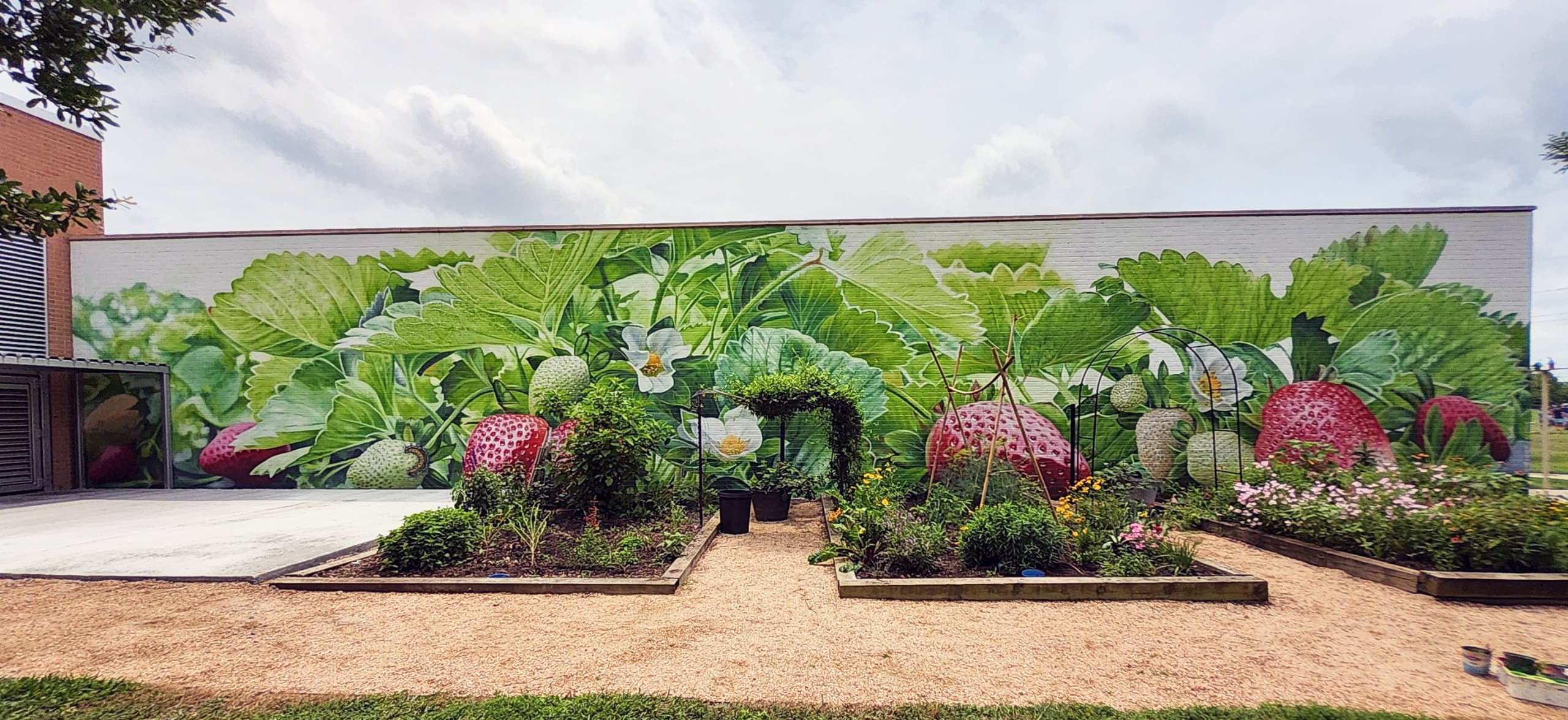 The strawberry plant