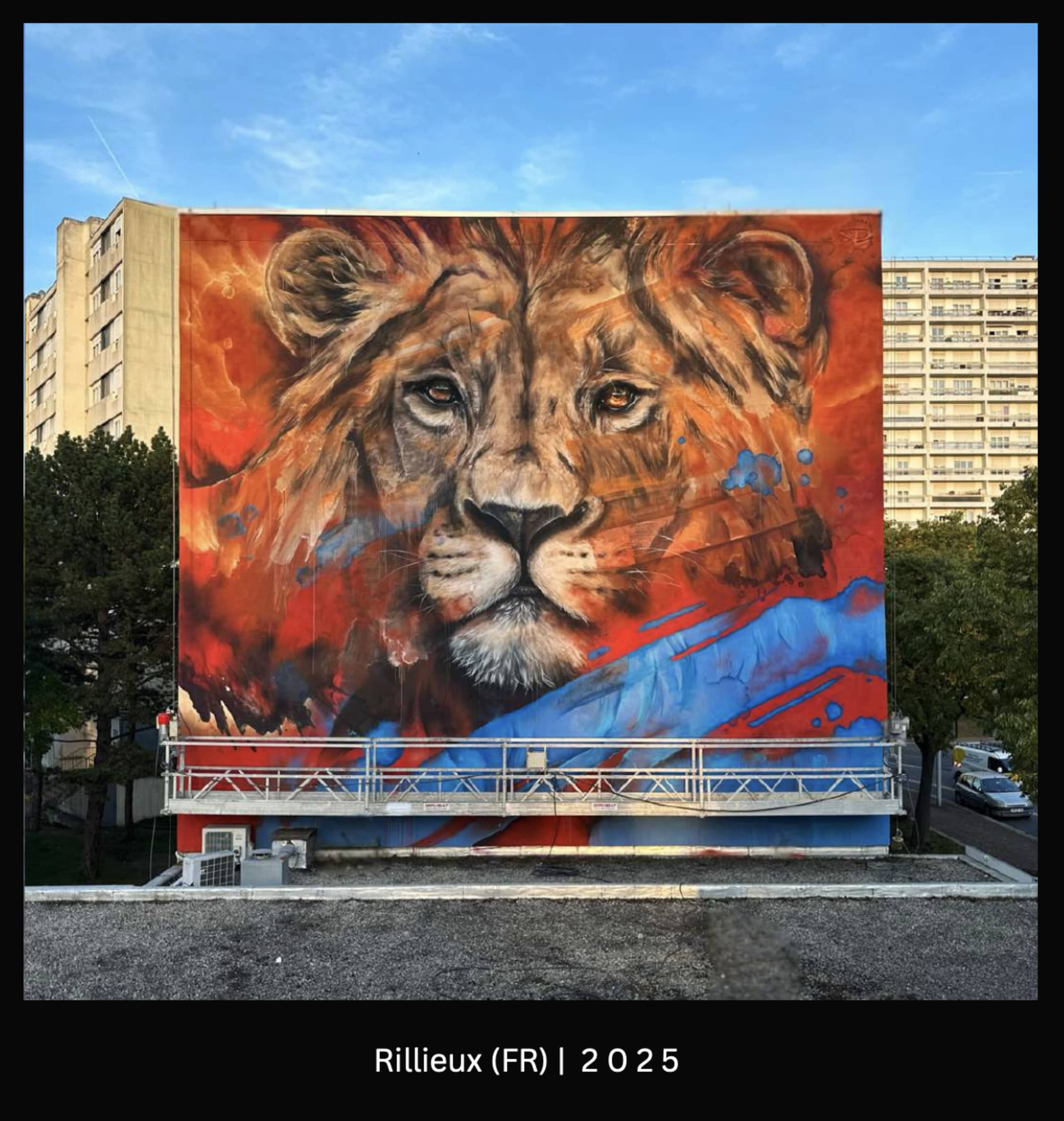 Majesty in Color: The Lion's Gaze by Daniel Mac LLOYD