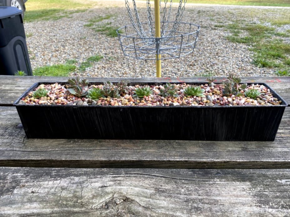 Small flower box containing succulents. Sitting on a picnic table.