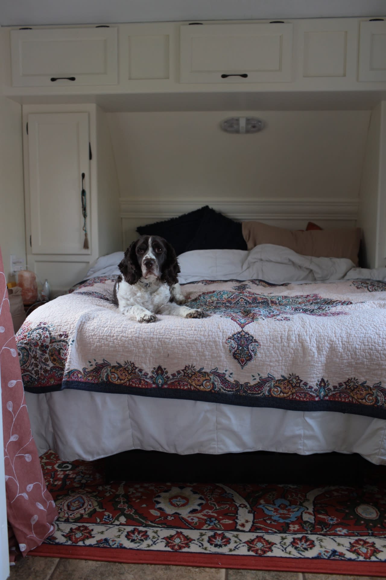 Indoor photo of Phoebe sitting on our bed. The bed is made, and she is staring at the camera.