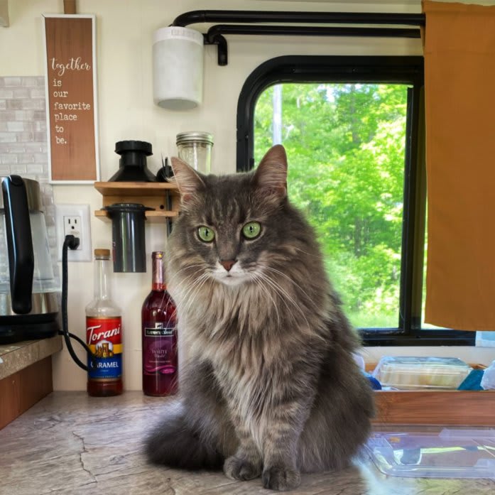 Moegli sitting on Alex's desk. His eyes are big, and he appears to be staring at something behind the photographer.