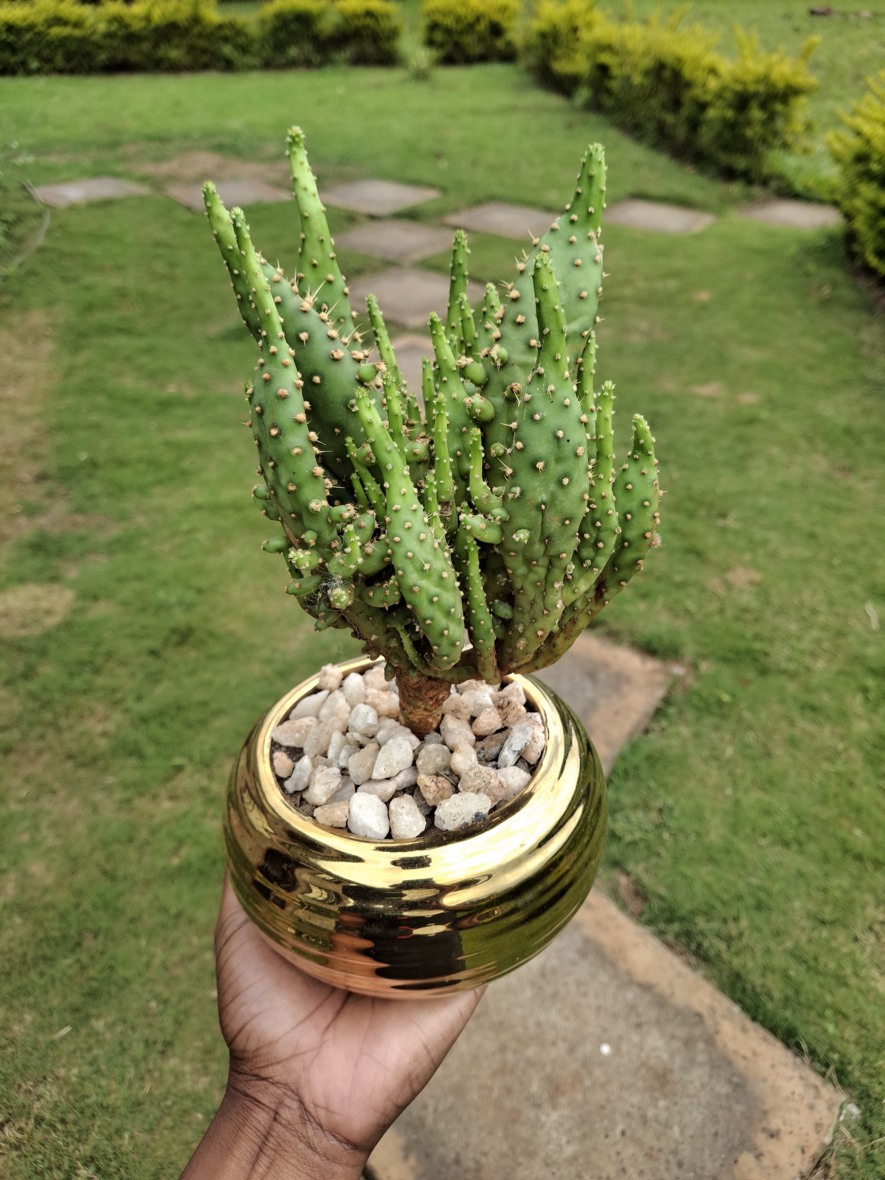 Home Decor and Furnishing