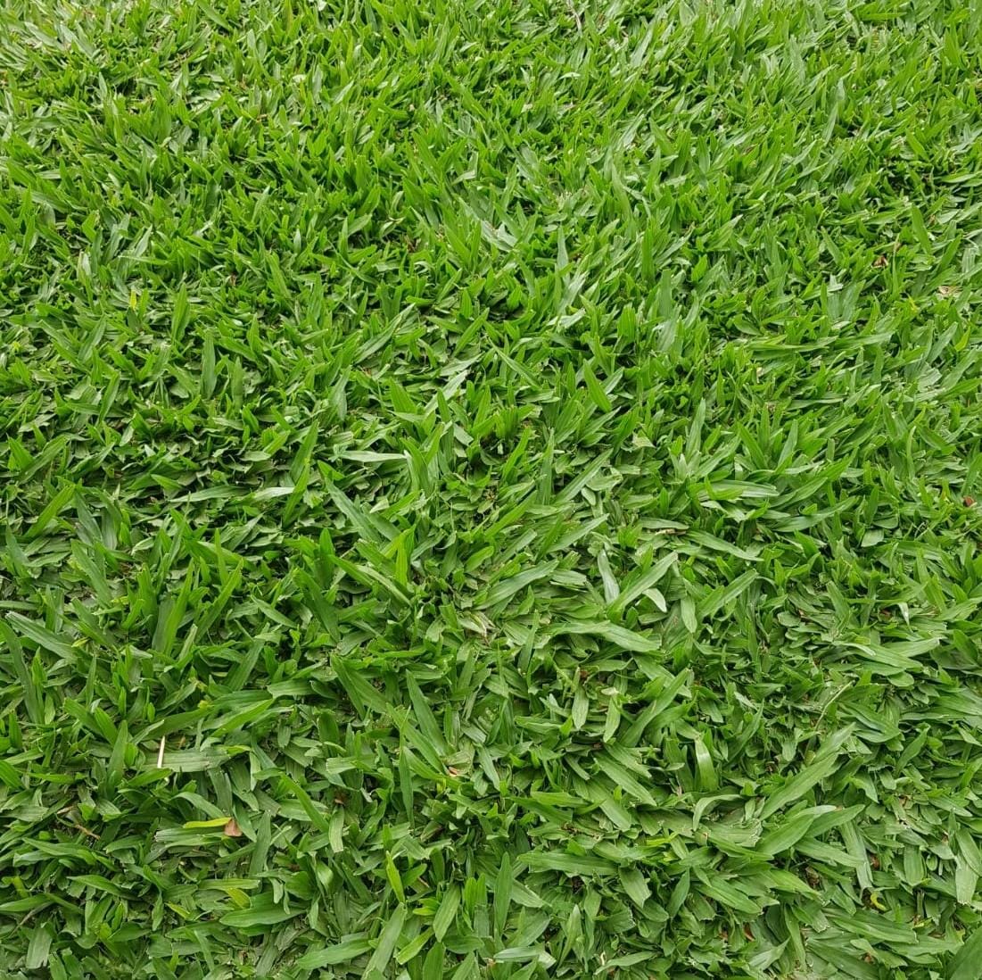 Buffalo Grass