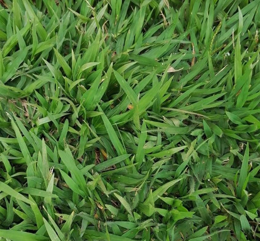 Coast Pemba Grass